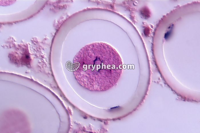 Cellule-oeuf d'Ascaris - Mitose - anaphase x200 - gryphea.org
